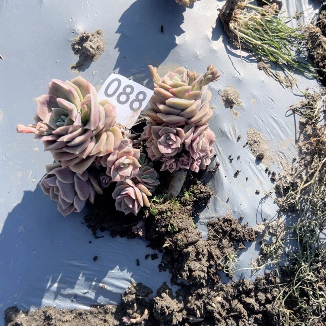 平*088可爱玫瑰可爱