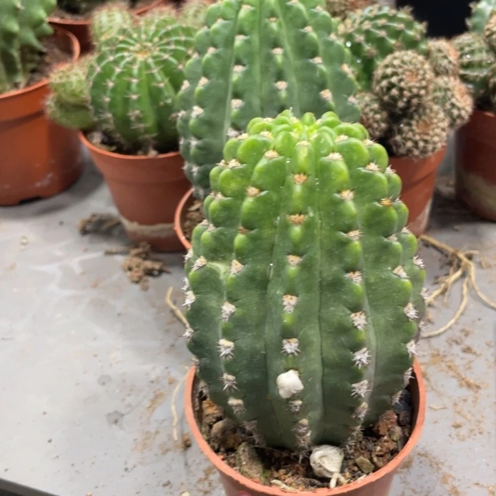 阿尔特纳丽花一个