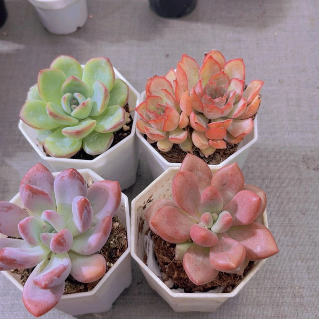 泡芙。菲娜娜。奥普。桃花源