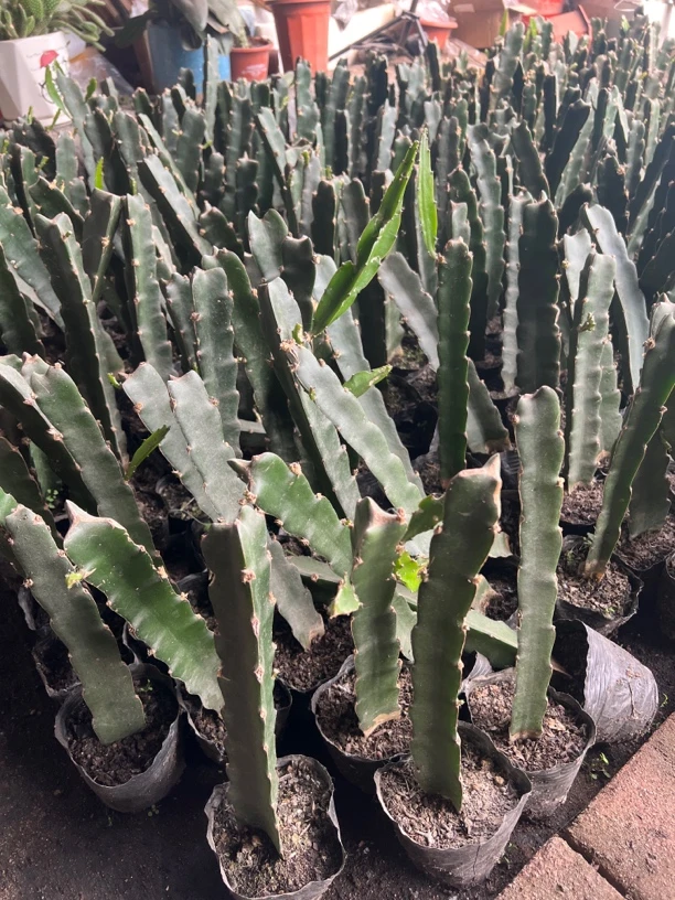 带根野三角嫁接砧木30公分左右脱土发货五颗包邮