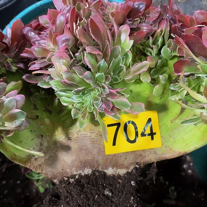 多肉植物福利704