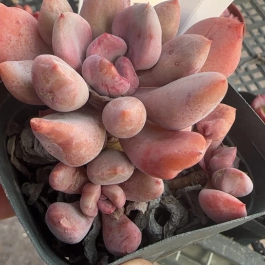 151丘比特一物一拍多肉