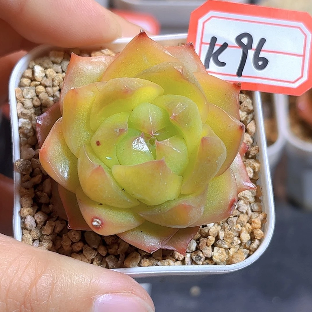 K96  新品珍妮 满18包邮