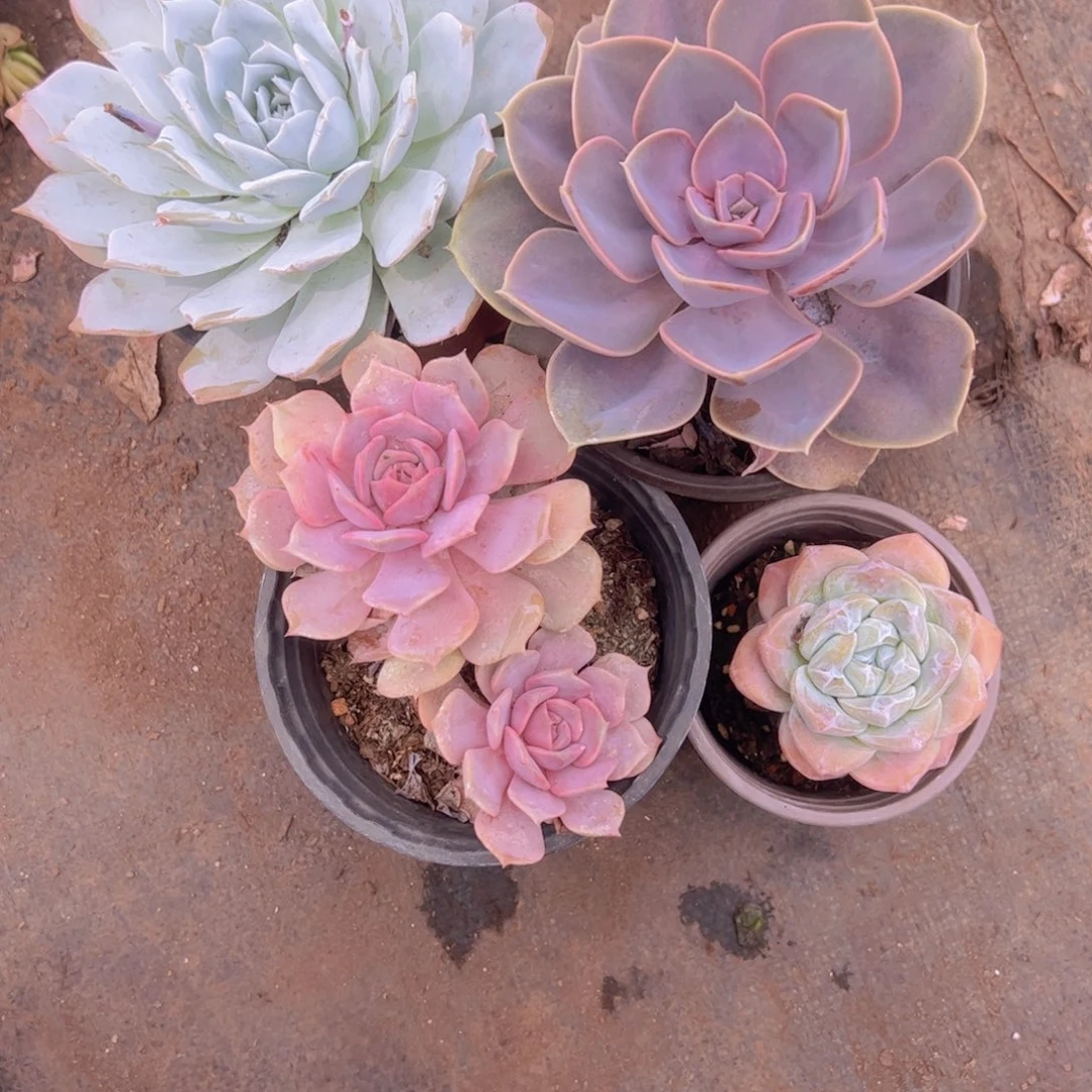 粉蝶大单头，紫丁香，薄叶蓝鸟，冰玉各一盆