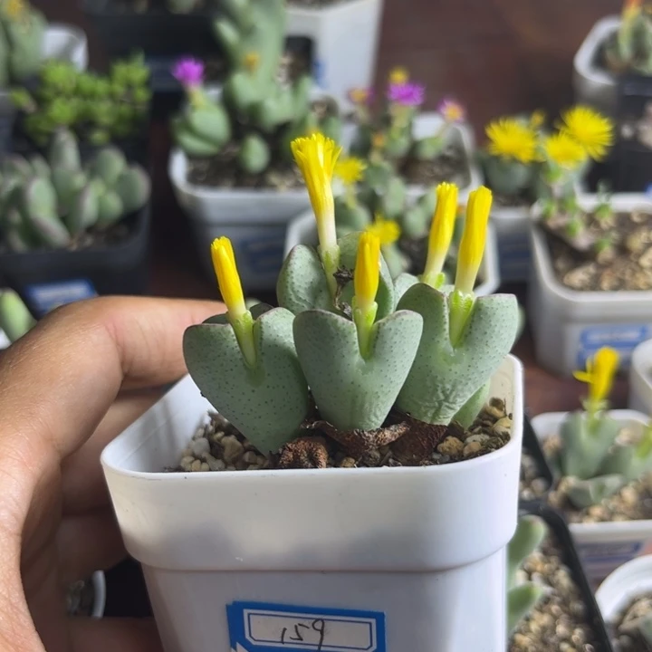 159 少将多肉植物