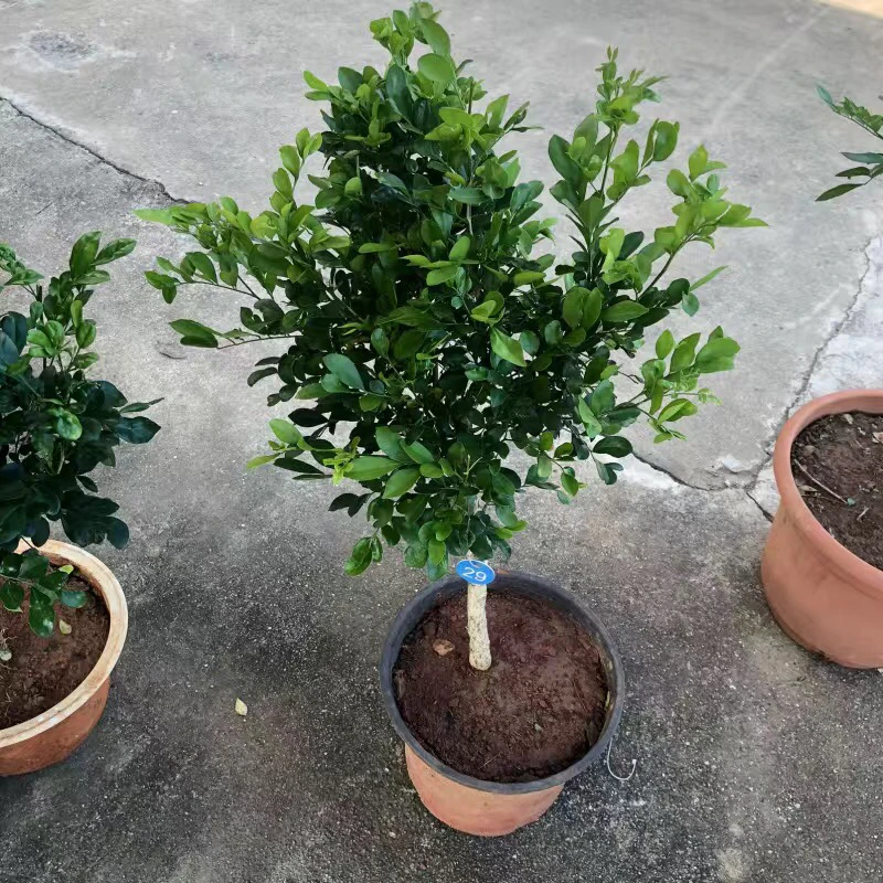 九里香树桩熟桩盆栽阳台室内开花浓香四季常青原土发货一物一拍