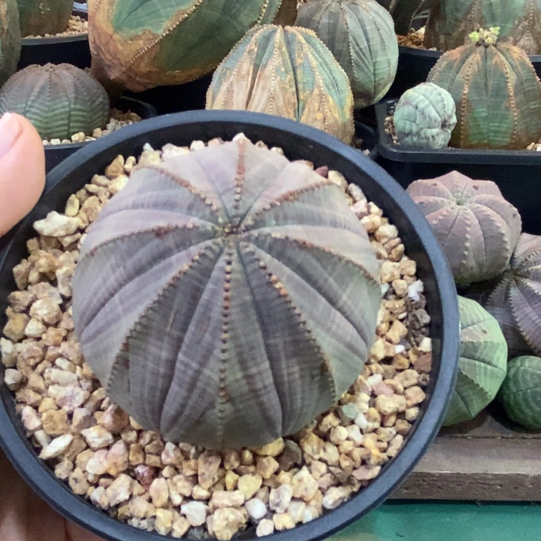 欧系实生布纹球 一物一拍