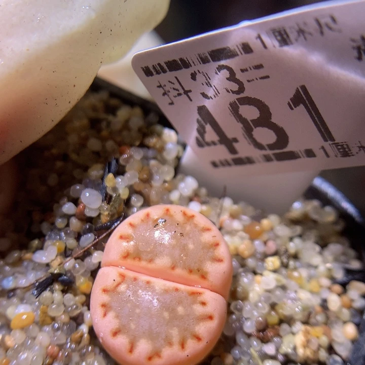 精品生石花33.481