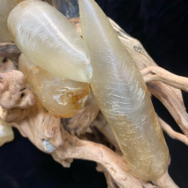 气筒原胶Y N蜘蛛鱼胶滋补品可煲汤做菜