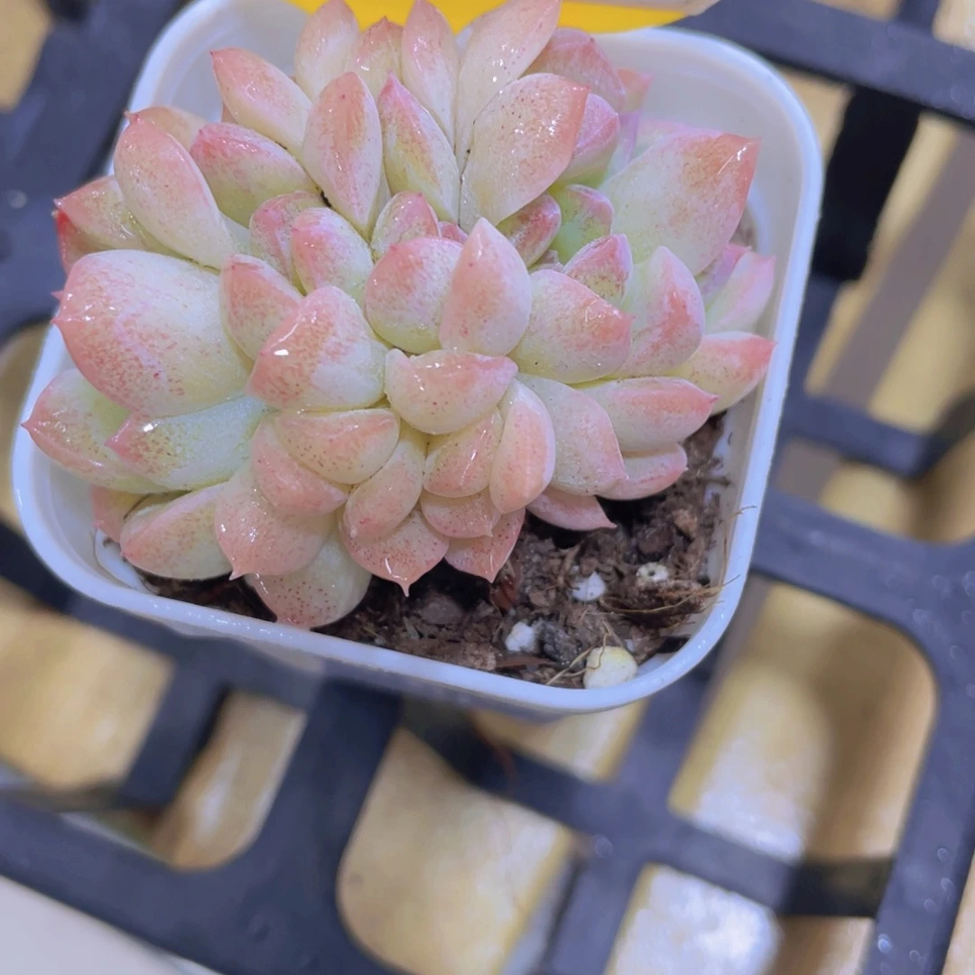 1487号 白桃汽水缀化一个