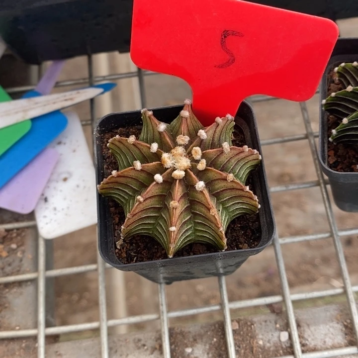 伯克利的故事也是一个