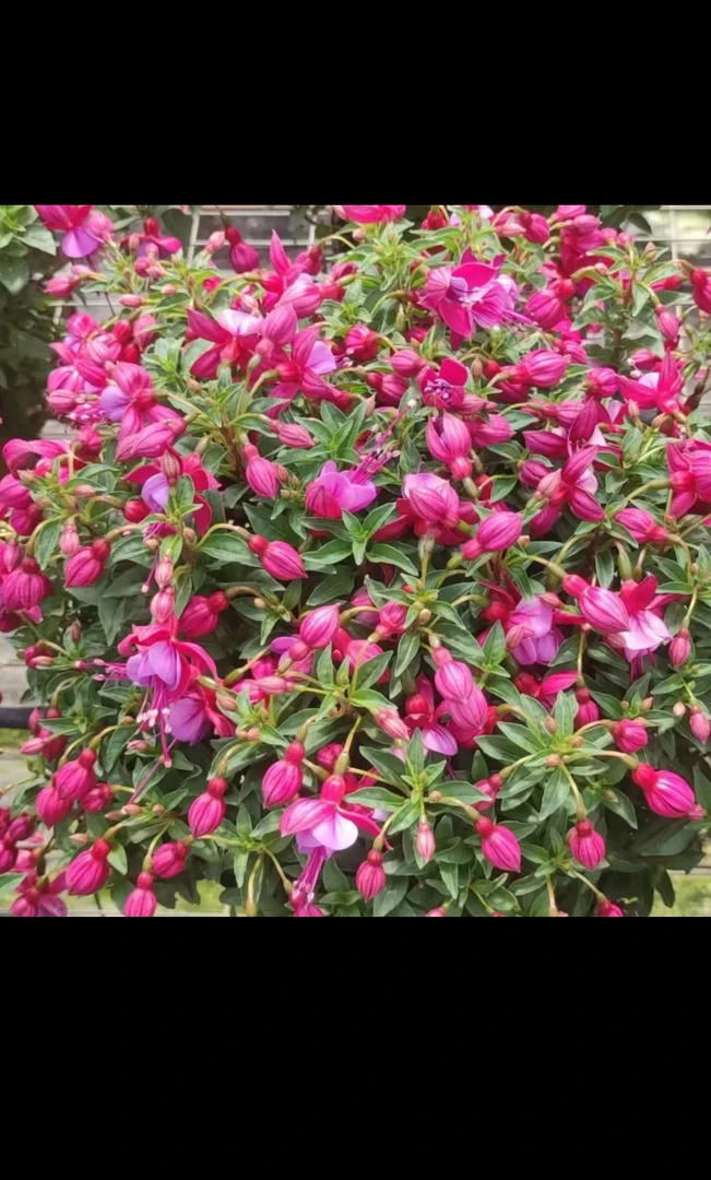 云花园艺【老桩母本玲珑紫】多花苞基地直发