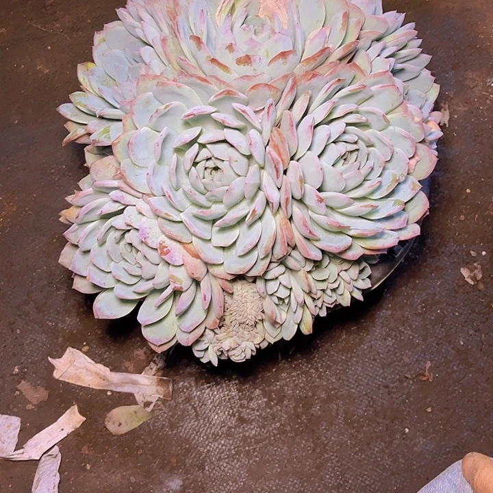 小***y不去看书啊亲爱呢不知道为什么就