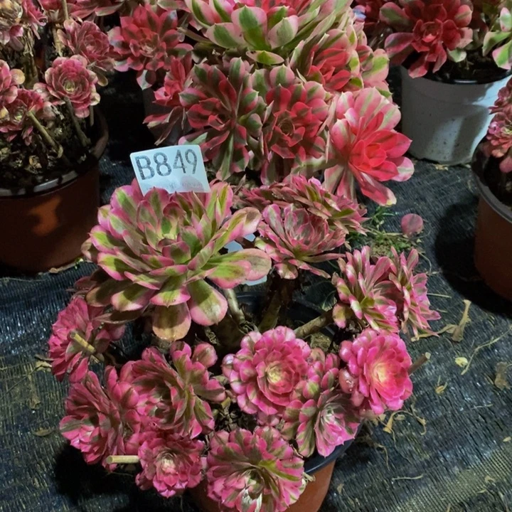 红铜白849。