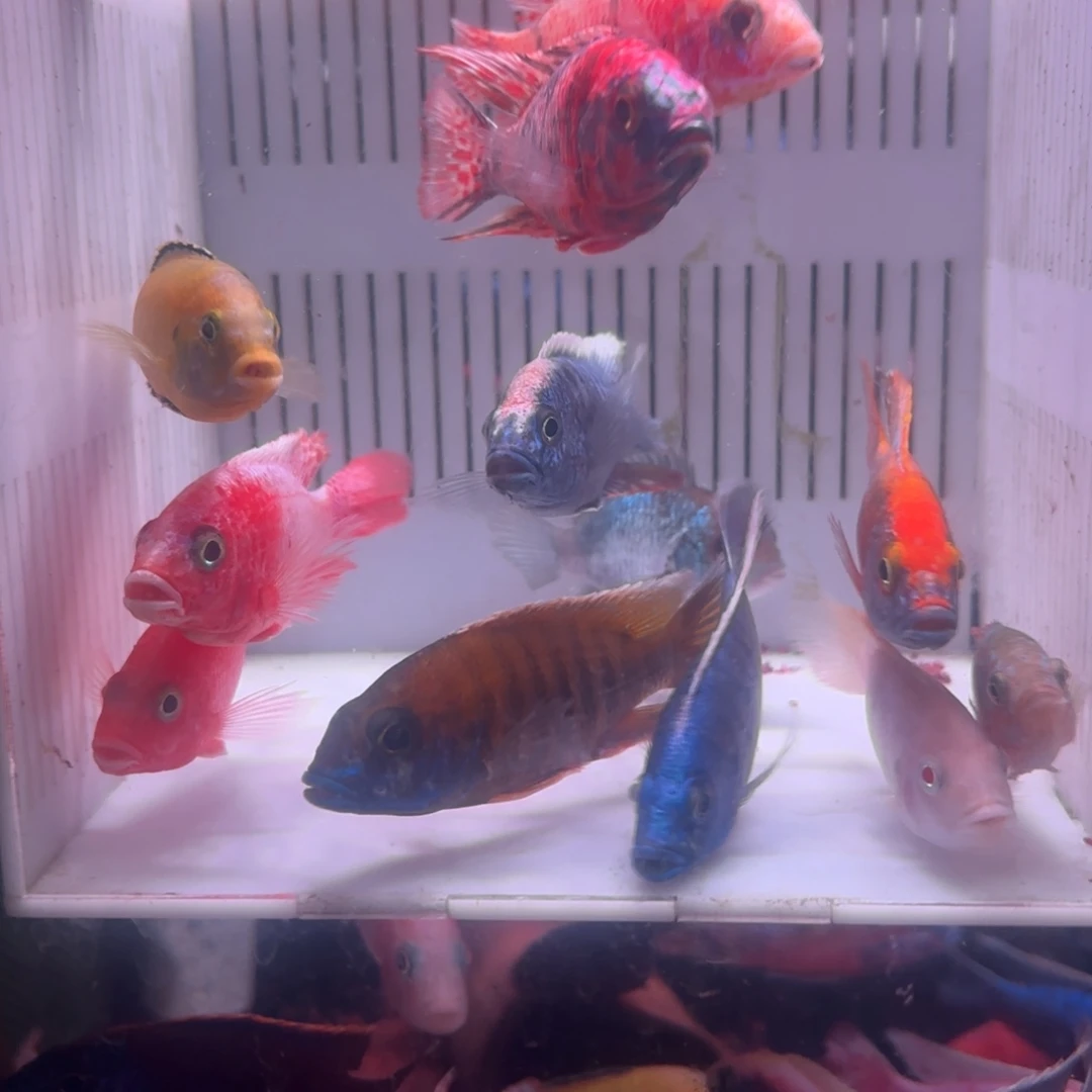 启***程慈鲷鱼直播72号10条其中备损2条