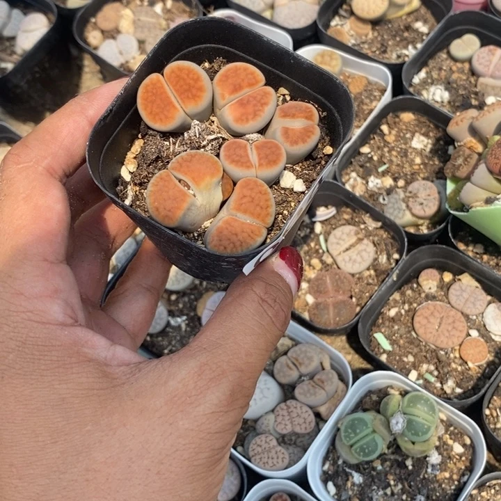 8****5生石花等植物994