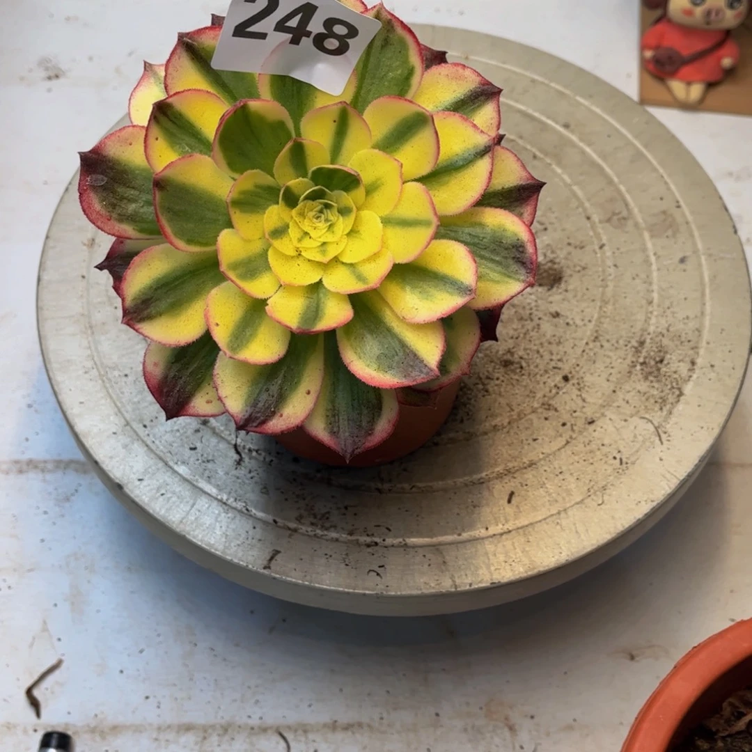 太***阳多肉植物海鲜248单头
