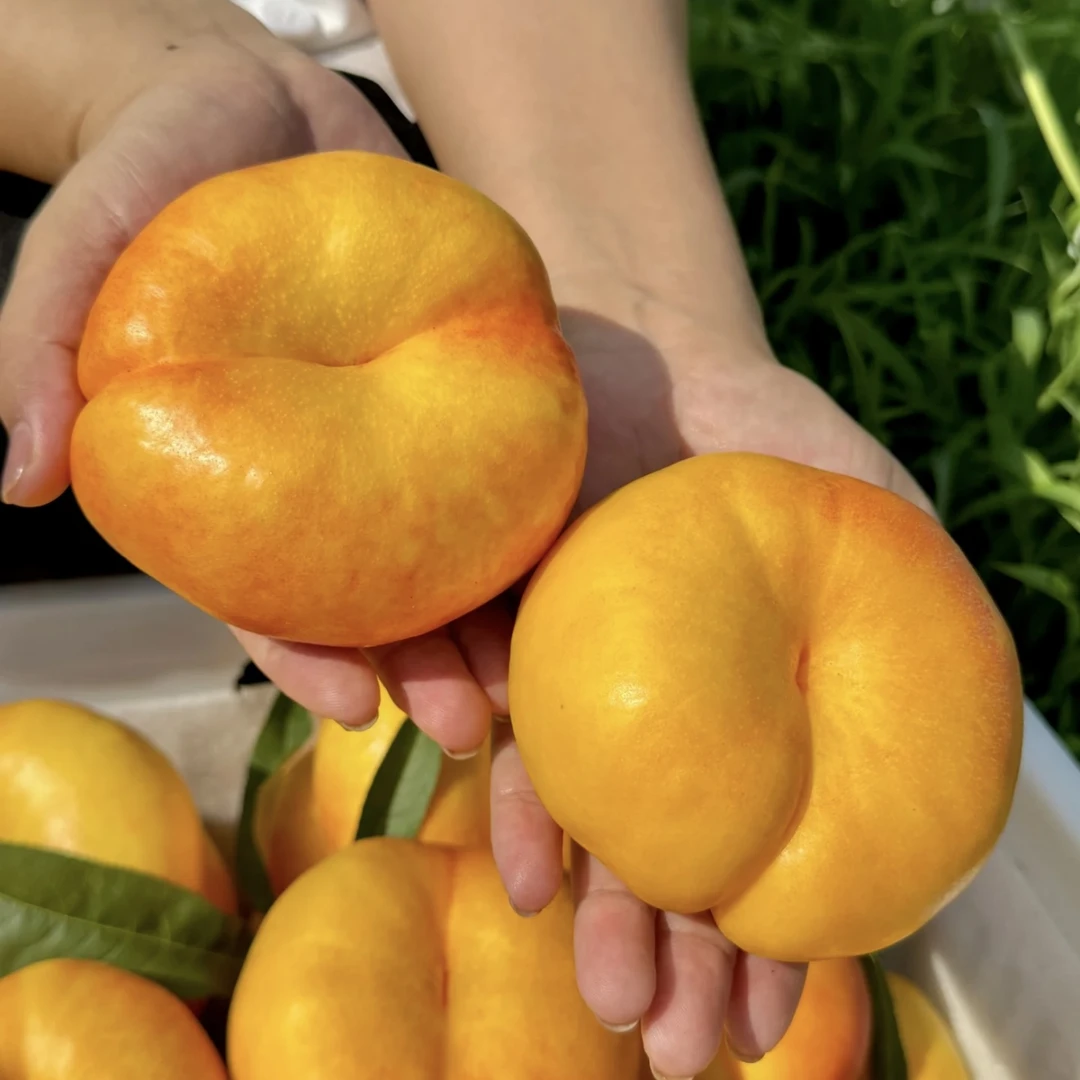 京东直发 山东彩虹油蟠桃 果肉细腻 肉厚多汁 果园直发