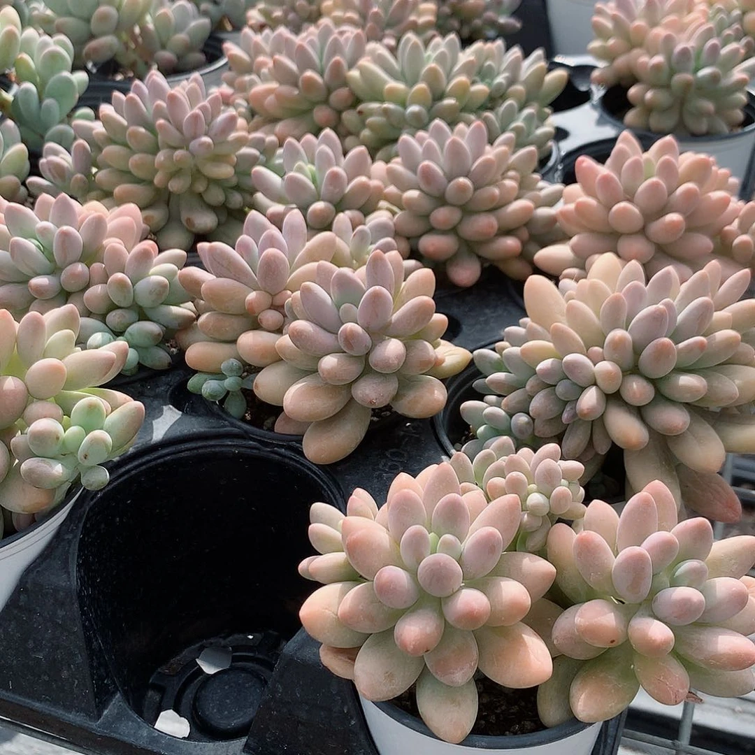 大汤圆44788887777777877