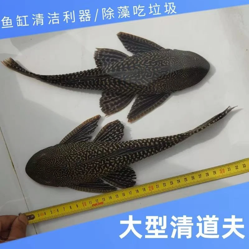 双吸盘爬岩鳅 乌市发货 淡水观赏鱼小型热带鱼清洁鱼吃垃圾