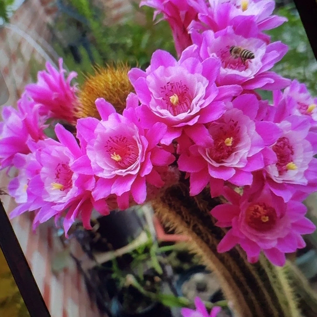 奥拓侧芽高7公分金妞