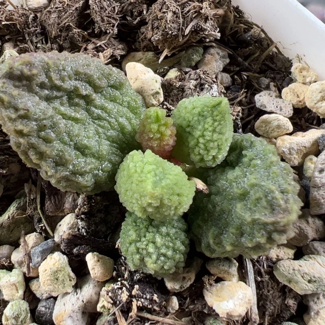 w丸叶翠绿石多肉植物水泡