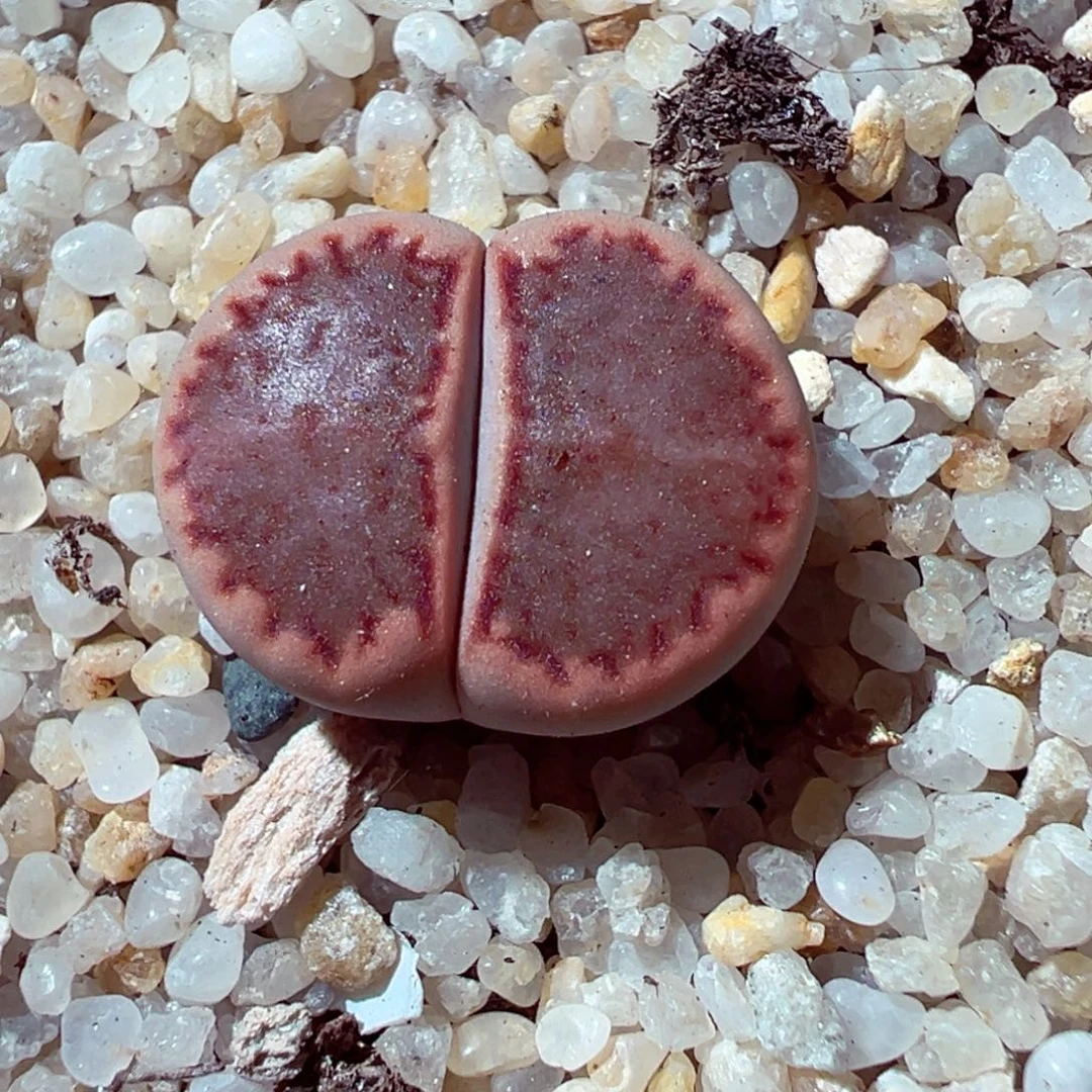 1020-287多肉多日巴里饼干