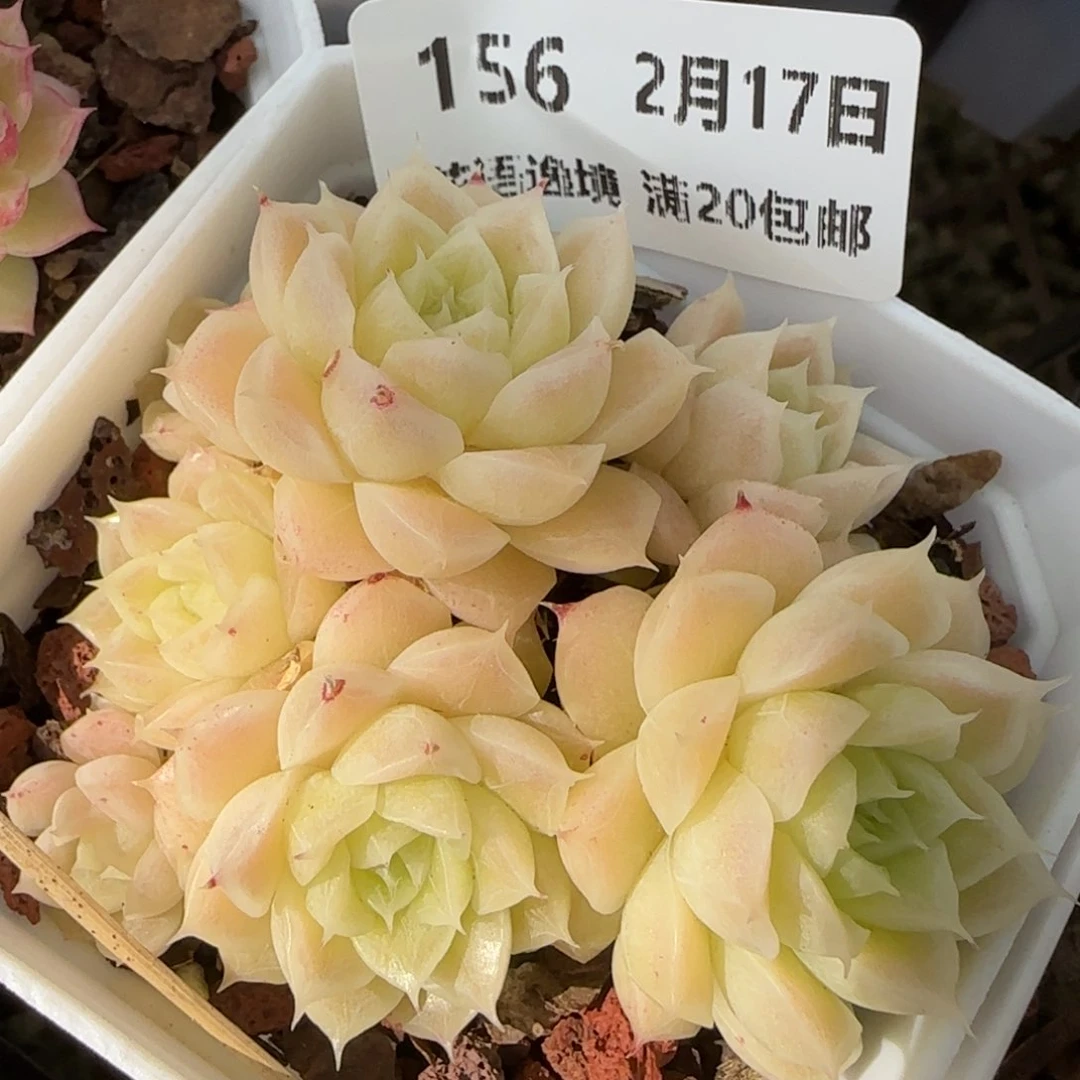 花语逸境0217-156散