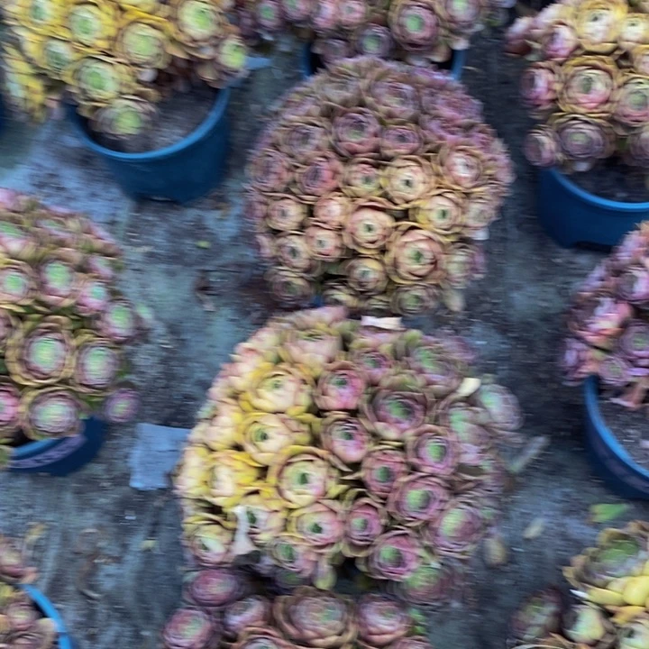 万拉丝一颗多肉植物