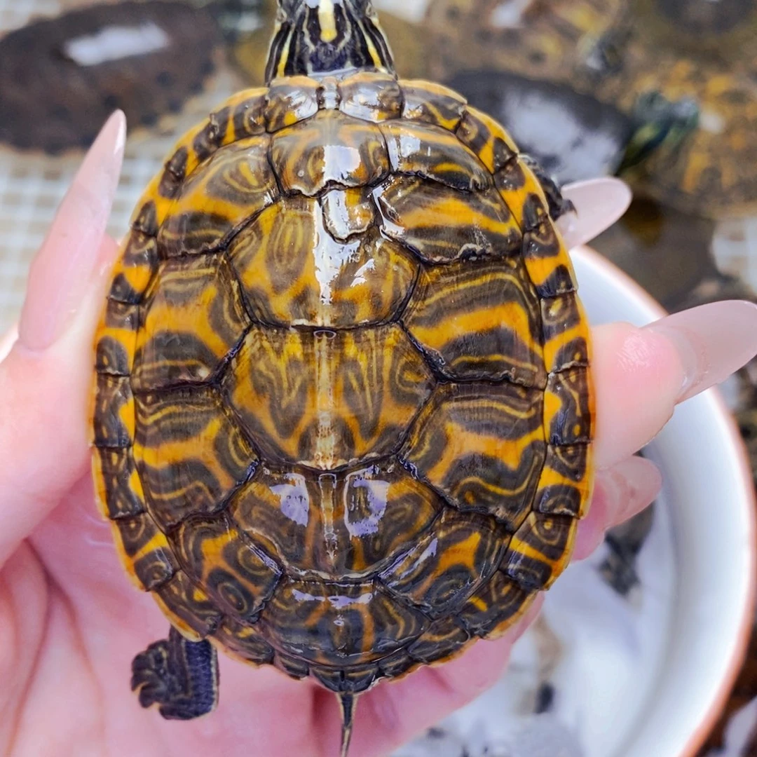 不分公母宠物龟福利多甲火焰2