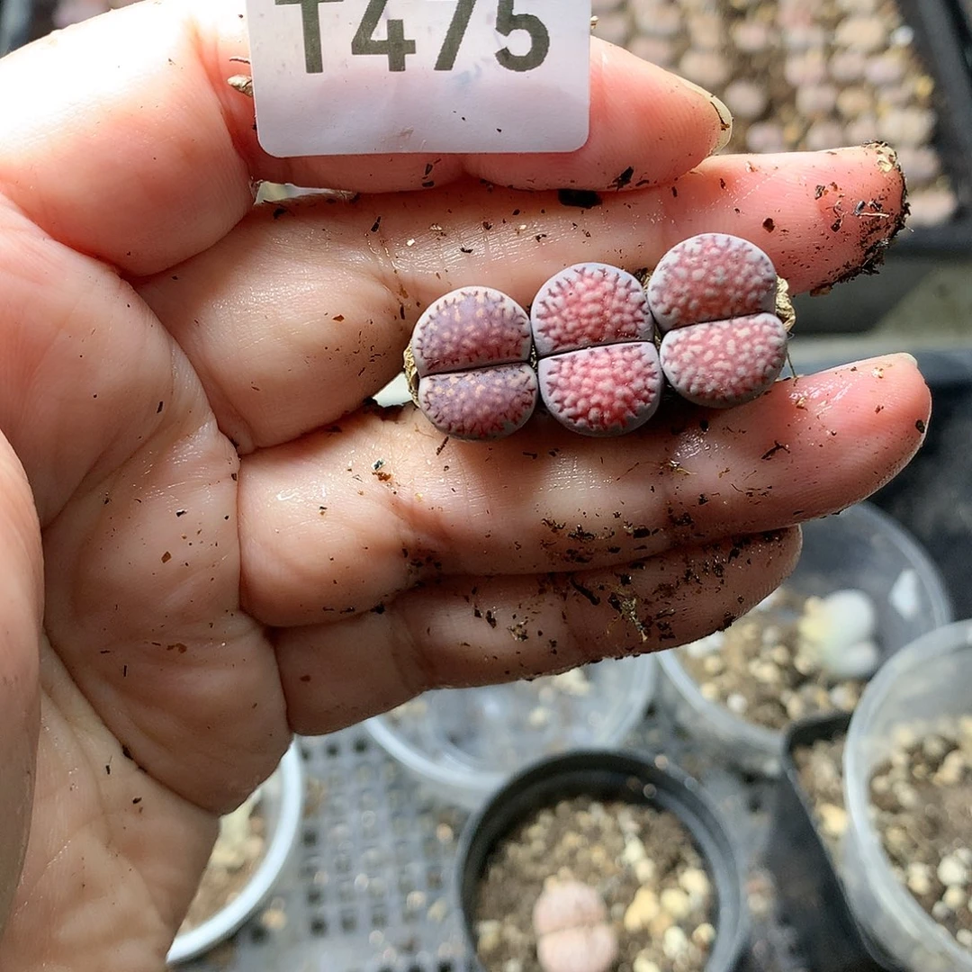 み**↘T475多肉植物保护