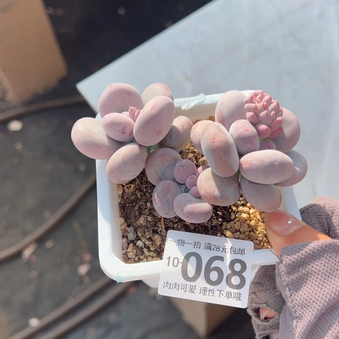 大叶子奶酪多肉多肉多肉多肉