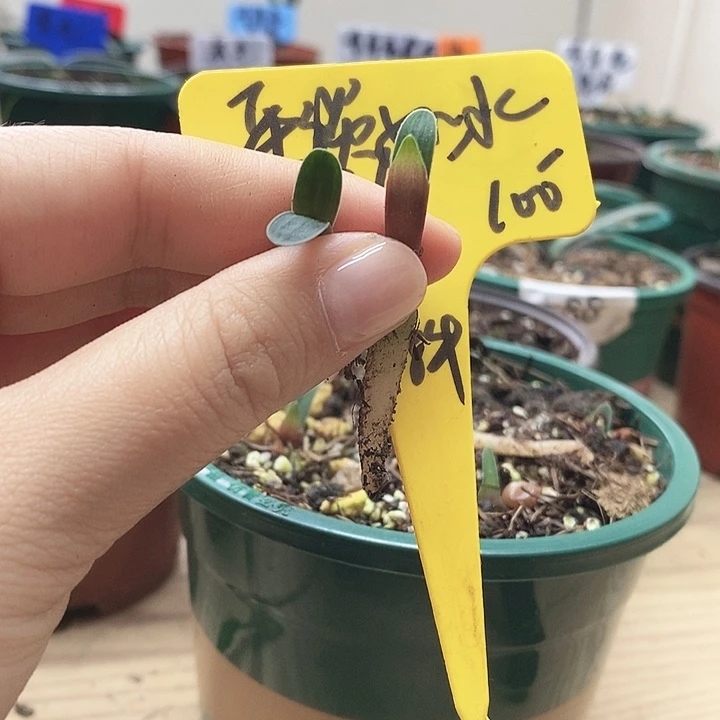 完全开放君子兰君子兰君子兰