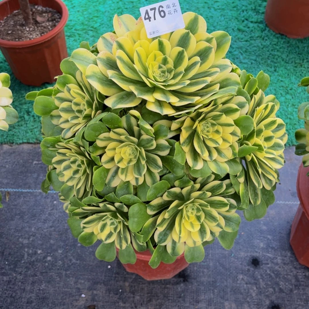 多肉辛尼亚0000000476