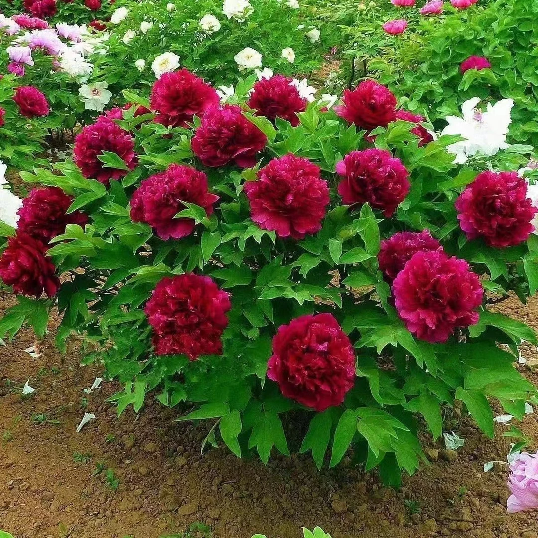 【养死包赔】栽种好发货观赏重瓣大花浓香型盆栽地栽庭院多年生