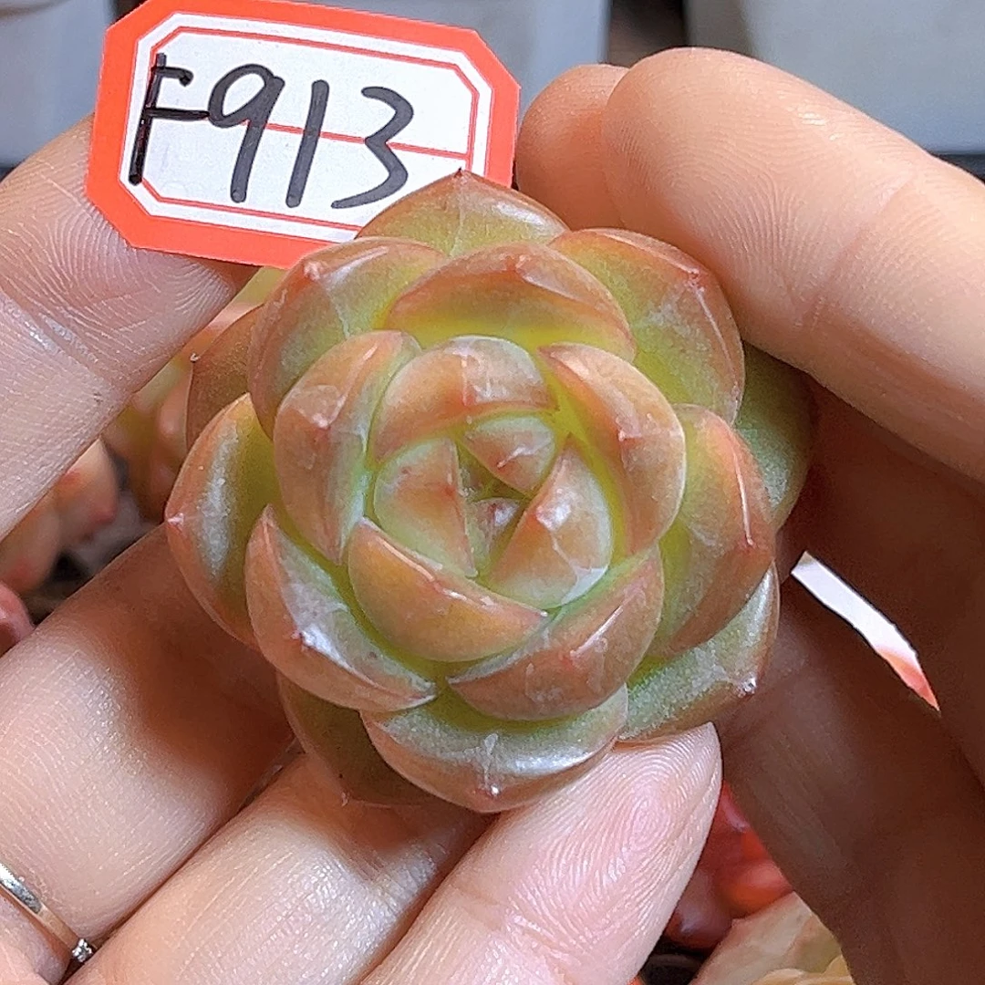 F913一物一拍 化橘