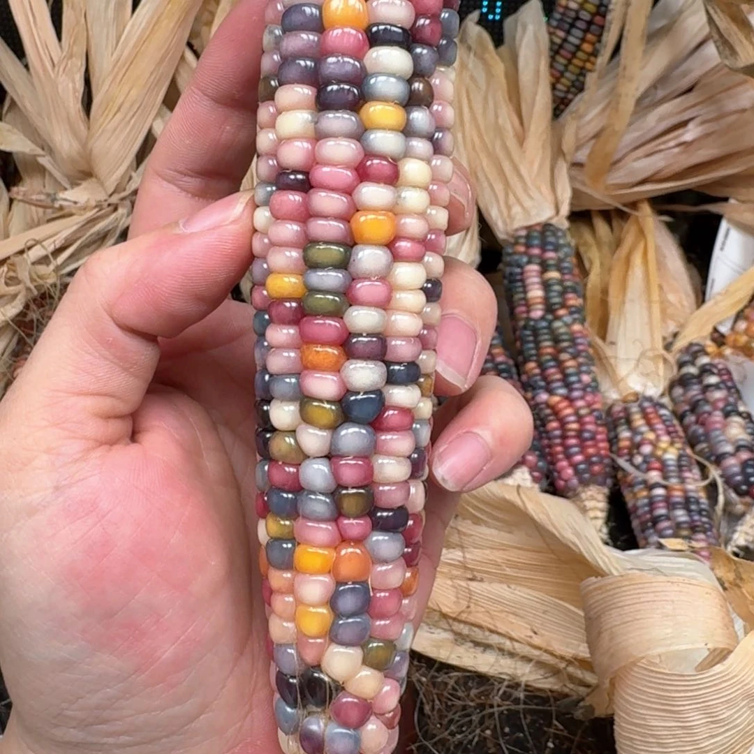 柏香籽/百香籽吊坠用****4