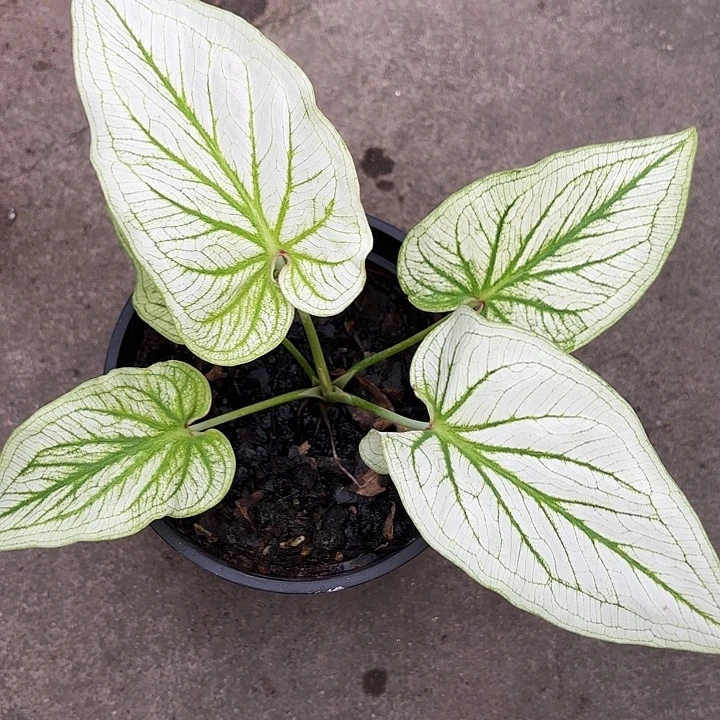 哒***答35-1114彩叶芋福利广东现货