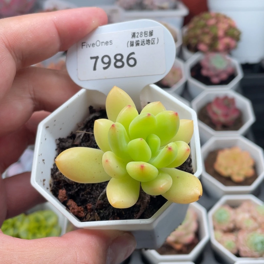 春萌7986-5.0厘米