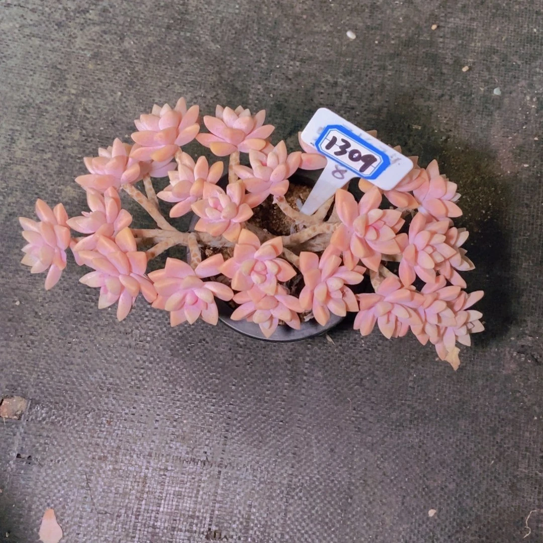 描***～1309淡雪朵朵缀一颗