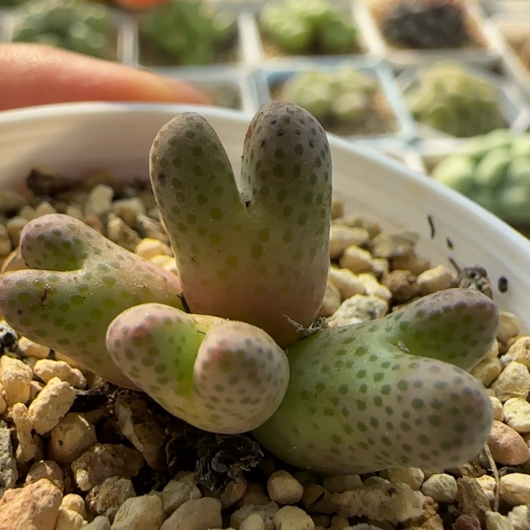 7165 大白多肉植物园