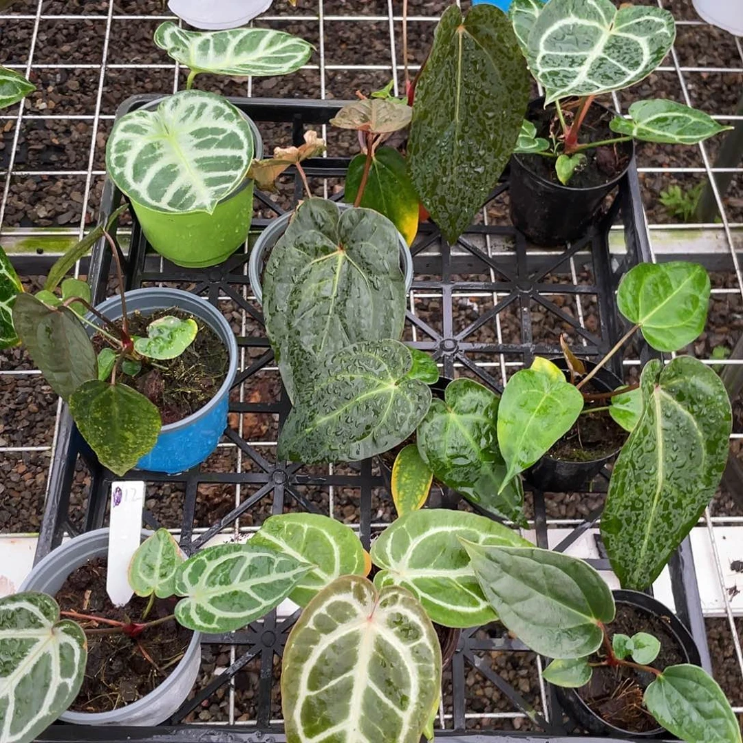 完全开放杂交10颗脱土发不包叶损，一物一拍12号