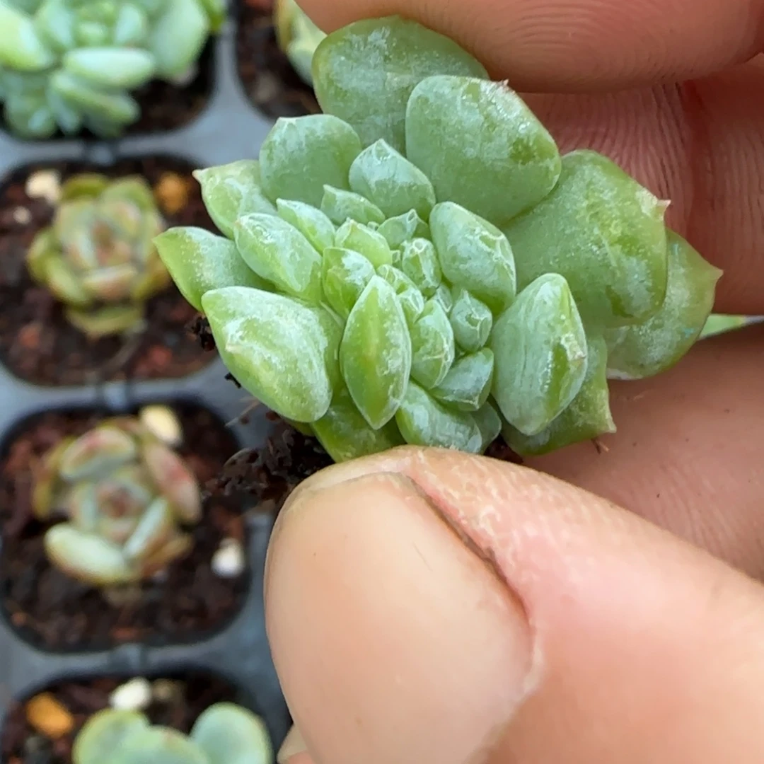 橘***猫小卡拉米糖心一物一拍