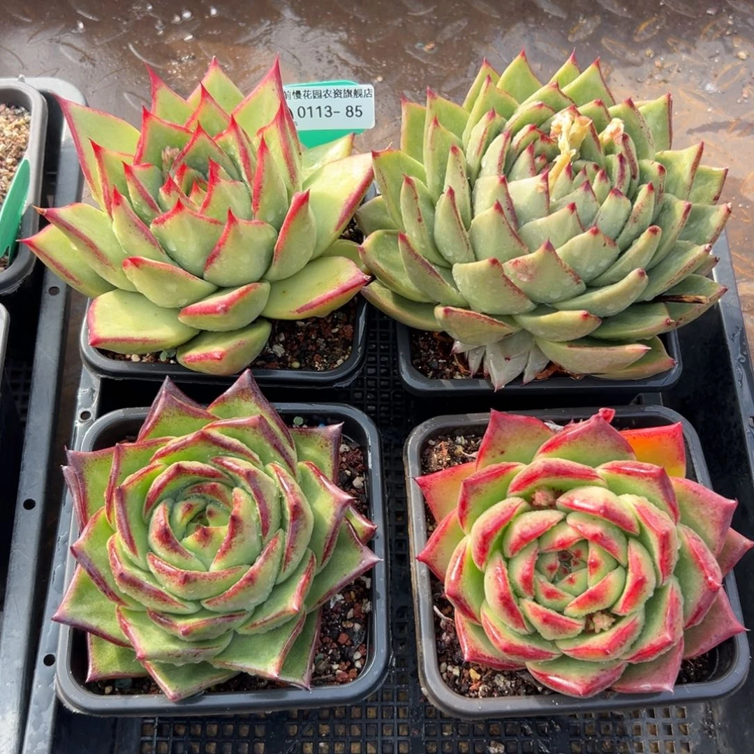 多肉一物一拍0113.85