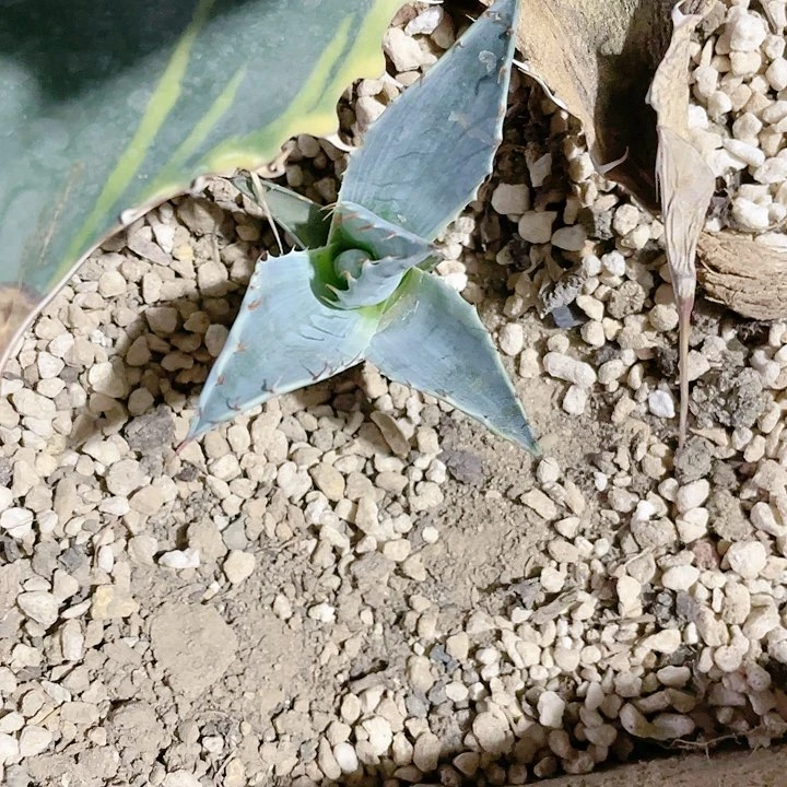 佛*赖光黄锦小颗测芽龙舌兰