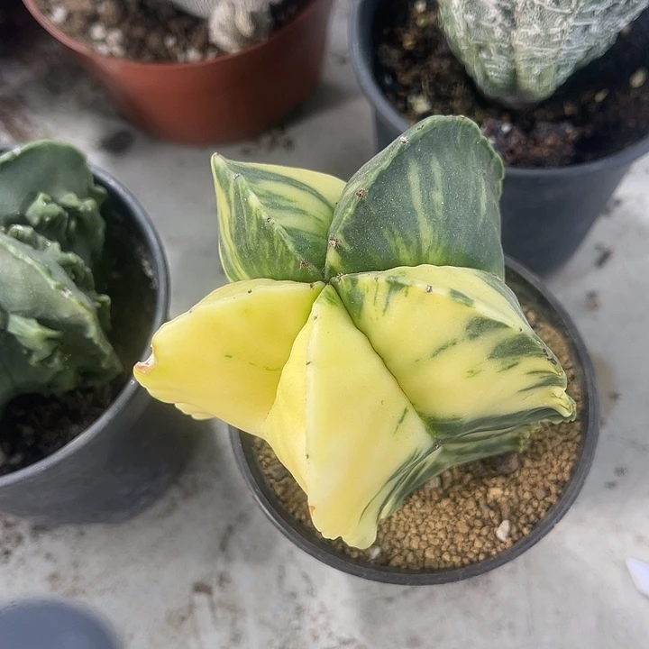 仙人球开花仙人球上