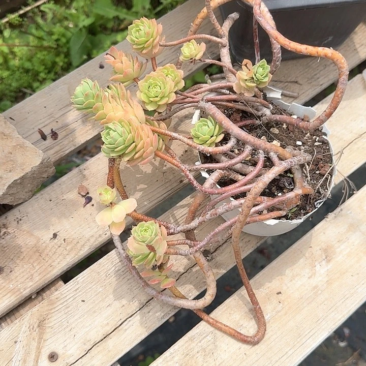 简***6绿蔷薇老桩福利出不售后
