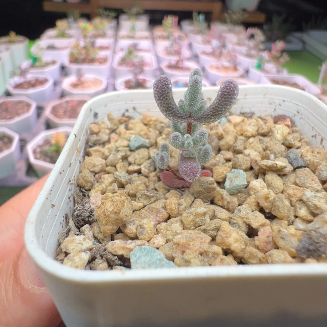 福利，1928实生粉冰晶，拍下不退不换