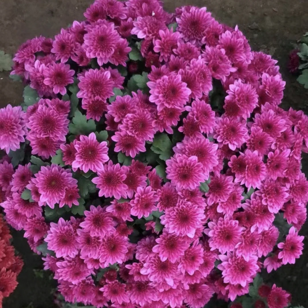 球菊，多年生草本植物