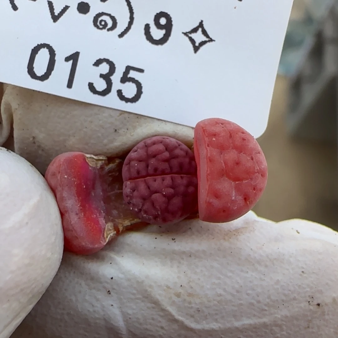 0135。阿克塞尔。。。。。。不大。